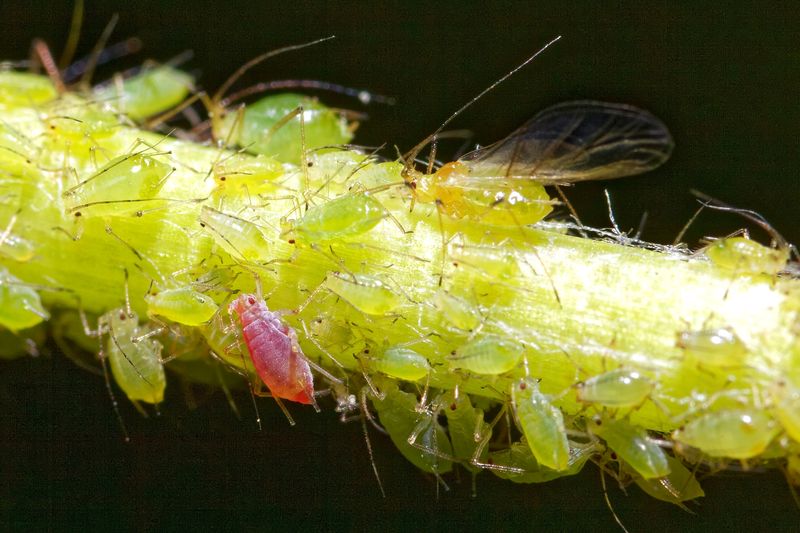 Manage Aphids with Monitoring and Low-Impact Controls
