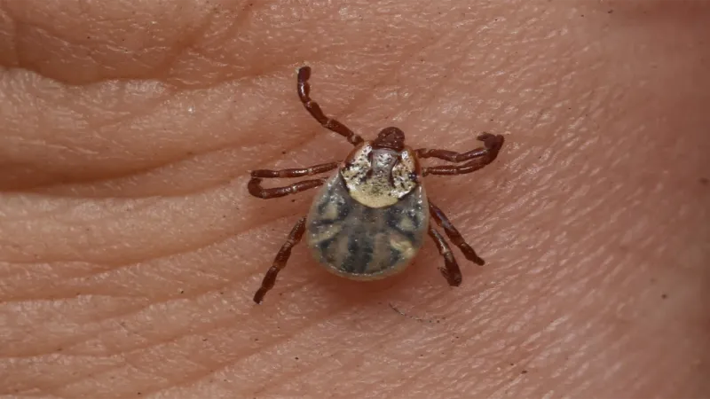 Manage California tick risk directly