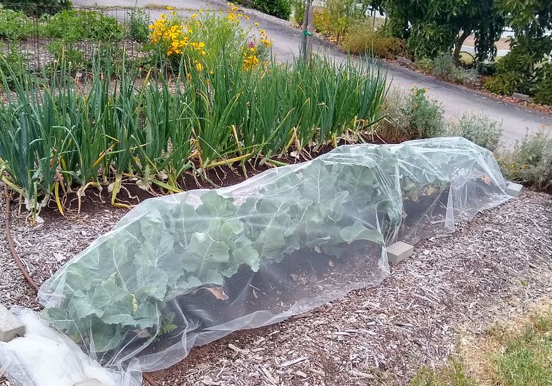 Manage Caterpillars, Cold, and Harvest Timing