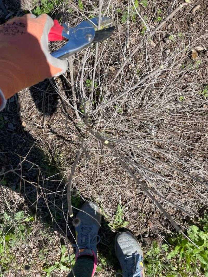 Manage Frost Dieback Before Spring Growth Manage Frost Dieback Before Spring Growth