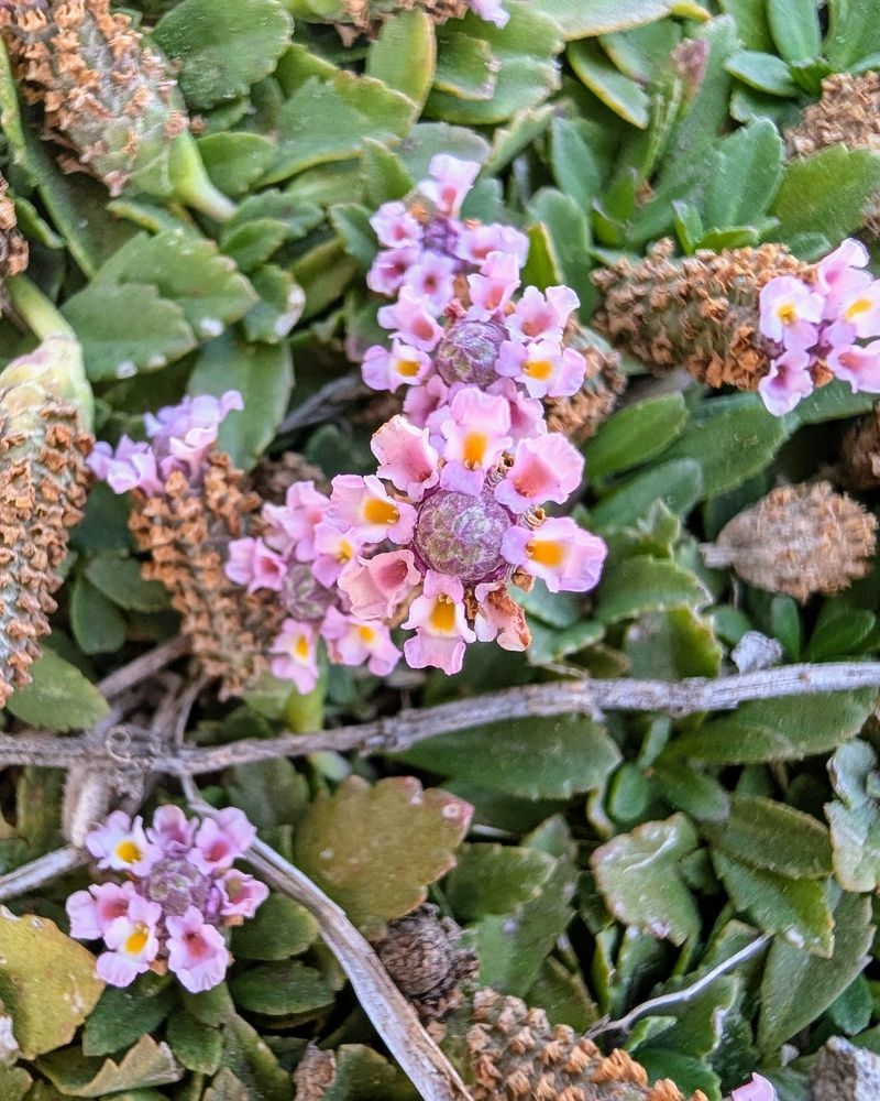 Manage a vigorous native before it becomes unwanted