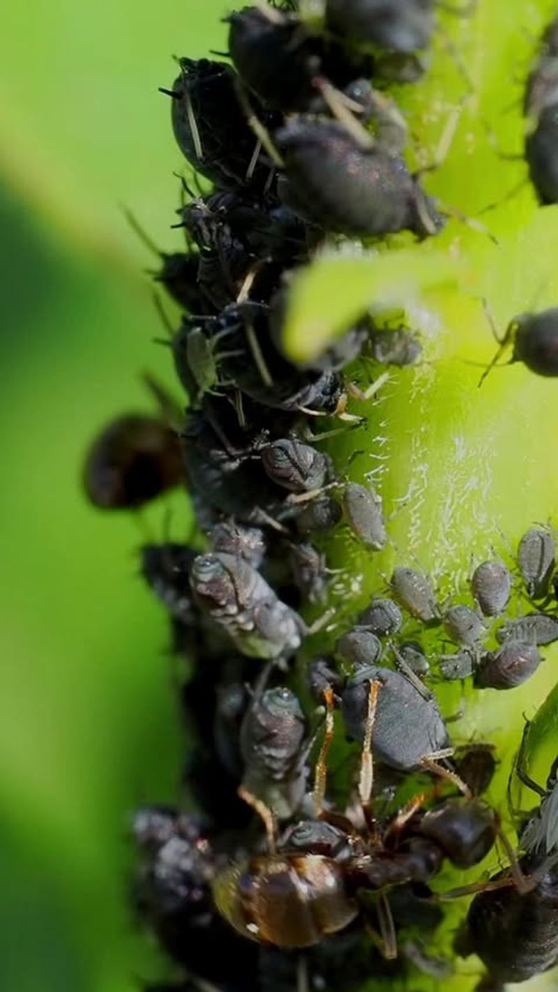 Manage ants and pesticides without harming natural enemies