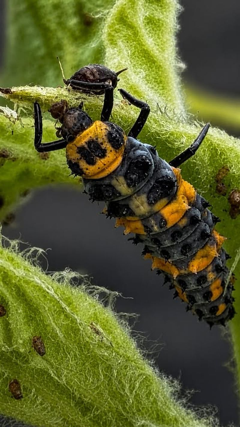 Manage aphids and grasshoppers with targeted methods Manage aphids and grasshoppers with targeted methods