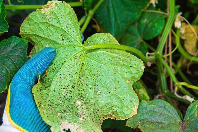 Manage aphids with a repeatable routine, not a permanent fix
