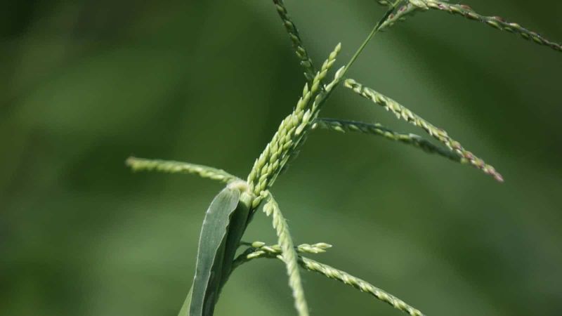 Manage crabgrass seedheads before they mature Manage crabgrass seedheads before they mature