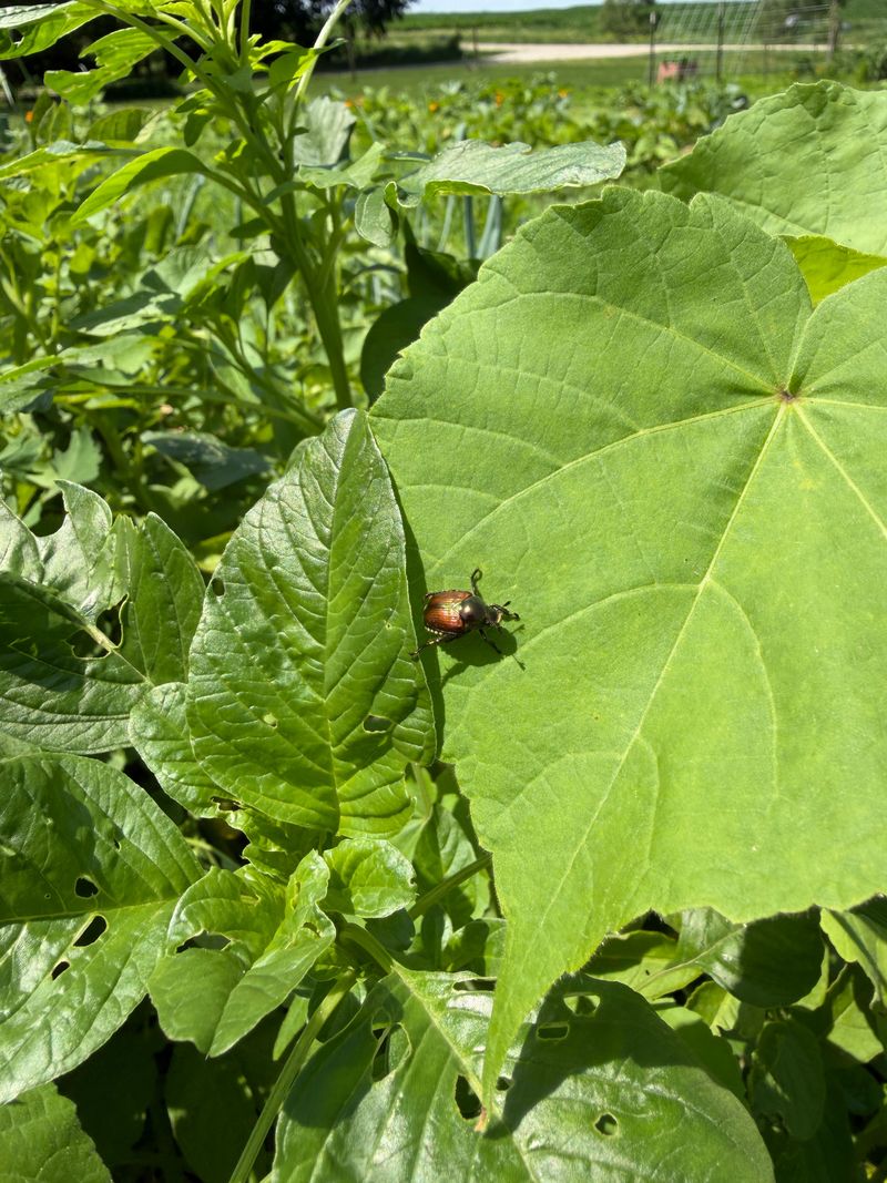 Manage established plants without blanket spraying Manage established plants without blanket spraying