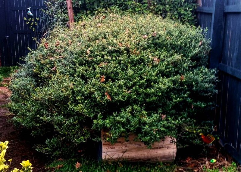Manage light, spacing, pruning, and sprouts after planting Manage light, spacing, pruning, and sprouts after planting