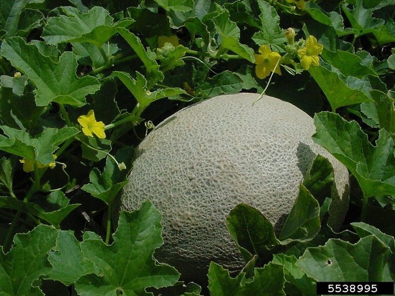 Manage moisture to reduce quality risks, not to guarantee sweetness