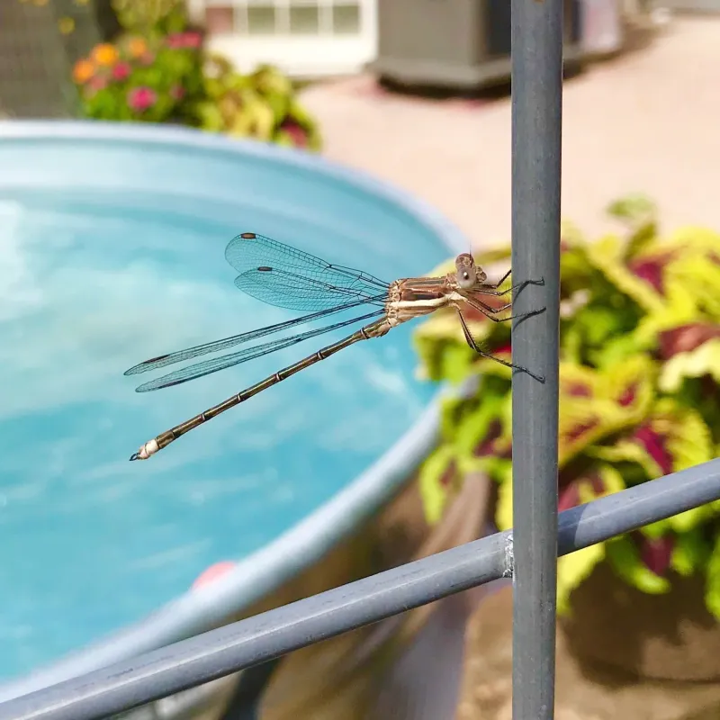 Manage pond mosquitoes without losing the predators