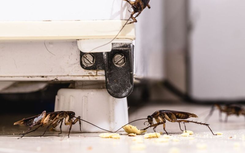 Manage porch roaches with targeted integrated pest management Manage porch roaches with targeted integrated pest management