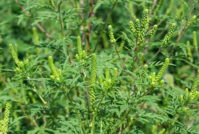 Manage ragweed separately when allergy exposure is the concern