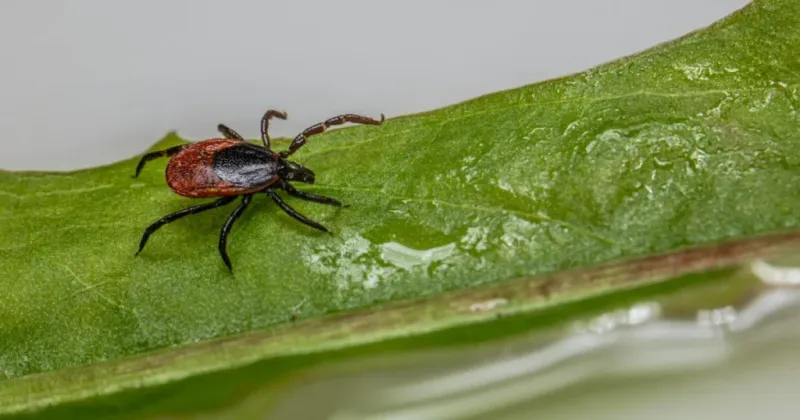 Manage real pest problems instead of reacting to the skink count