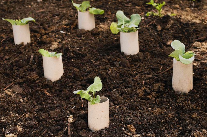 Manage slugs and cutworms with targeted garden tactics