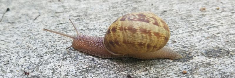 Manage slugs and snails without waiting for a bird Manage slugs and snails without waiting for a bird