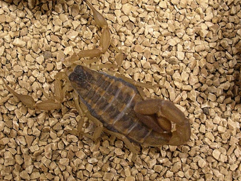 Manage the Shelter and Routes Scorpions Actually Use