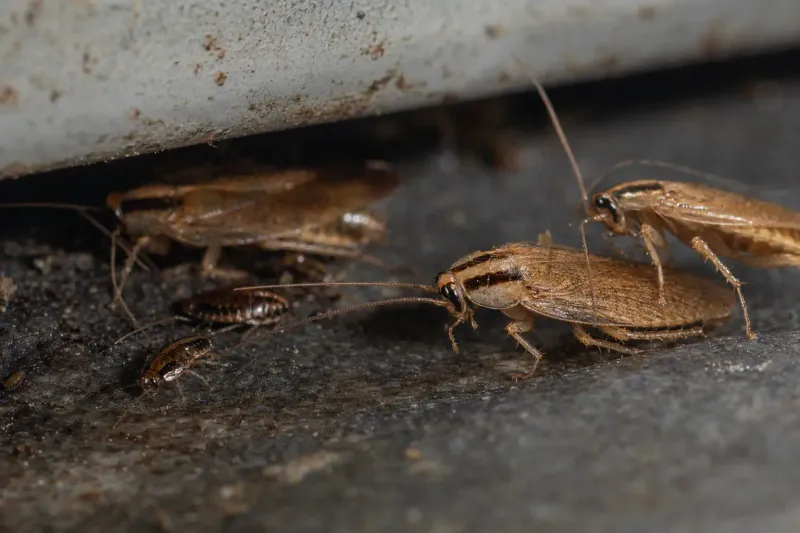 Manage the cockroaches directly when they become a household problem Manage the cockroaches directly when they become a household problem