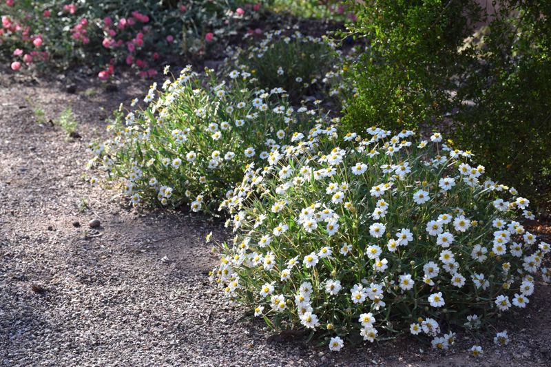 Manage the planting lightly without abandoning the bed