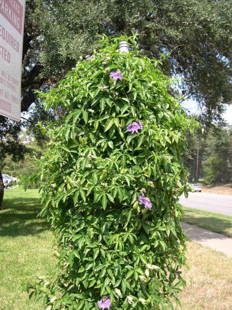 Manage the vine's growth and its wildlife trade-offs