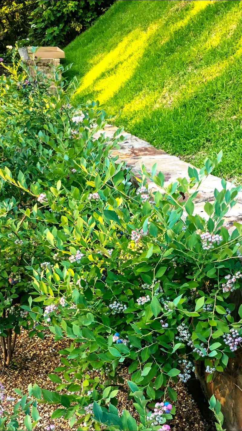 Manage the yard edge and protect people and pets