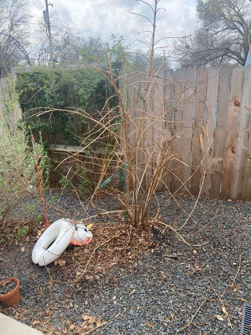 Manage winter damage and maintain flowering