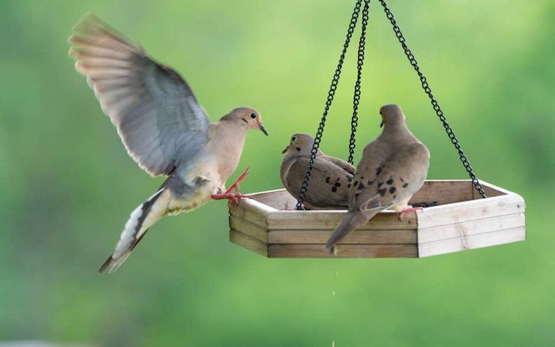 Managed feeding prevents a habitat benefit from becoming a yard problem