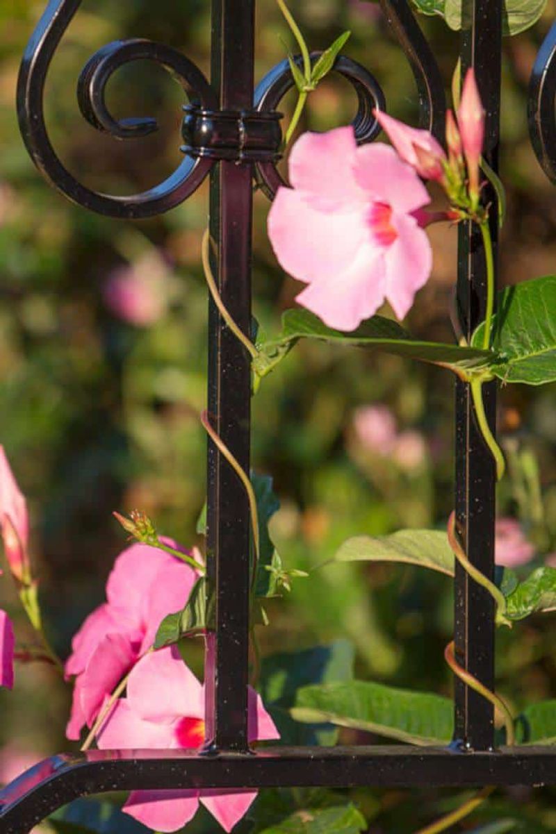 Mandevilla