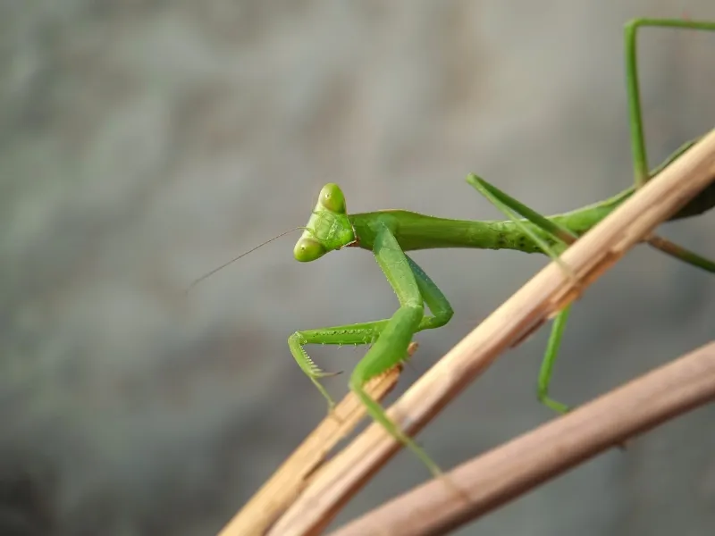 Mantises do not establish backyard tick or mosquito control Mantises do not establish backyard tick or mosquito control