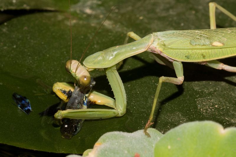 Mantises hunt broadly, not selectively Mantises hunt broadly, not selectively