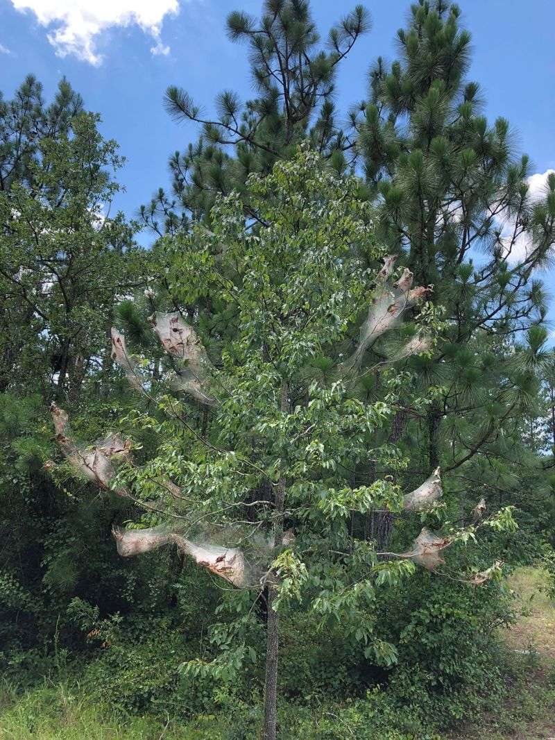 Many North Carolina Trees Can Host Fall Webworms