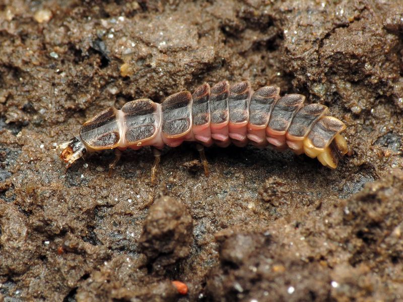 Many firefly larvae need the ground layer around the plant