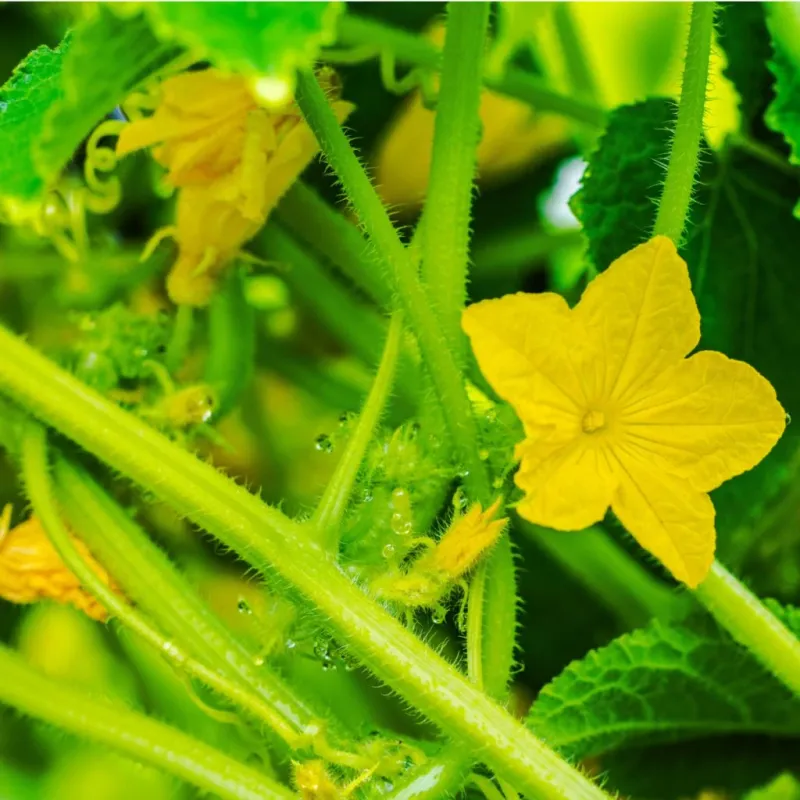 Many flowers can hide a fruit-set problem