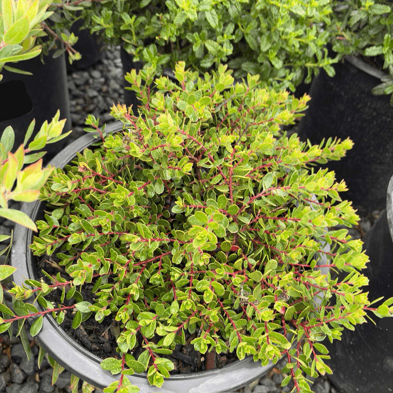 Manzanita (Arctostaphylos 'Emerald Carpet') Manzanita (Arctostaphylos 'Emerald Carpet')