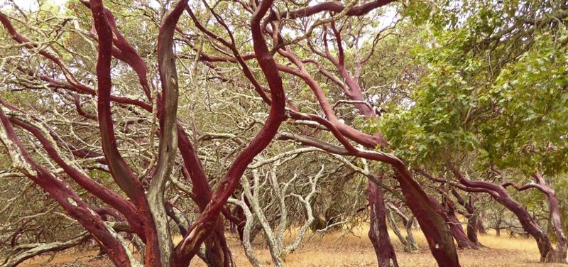 Manzanita (Arctostaphylos species) Manzanita (Arctostaphylos species)
