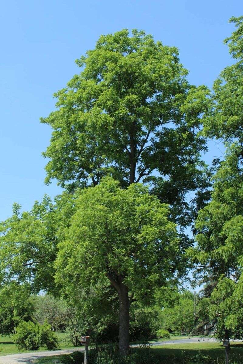 Map the Tree’s Root Zone, Not Just Its Shade Map the Tree’s Root Zone, Not Just Its Shade