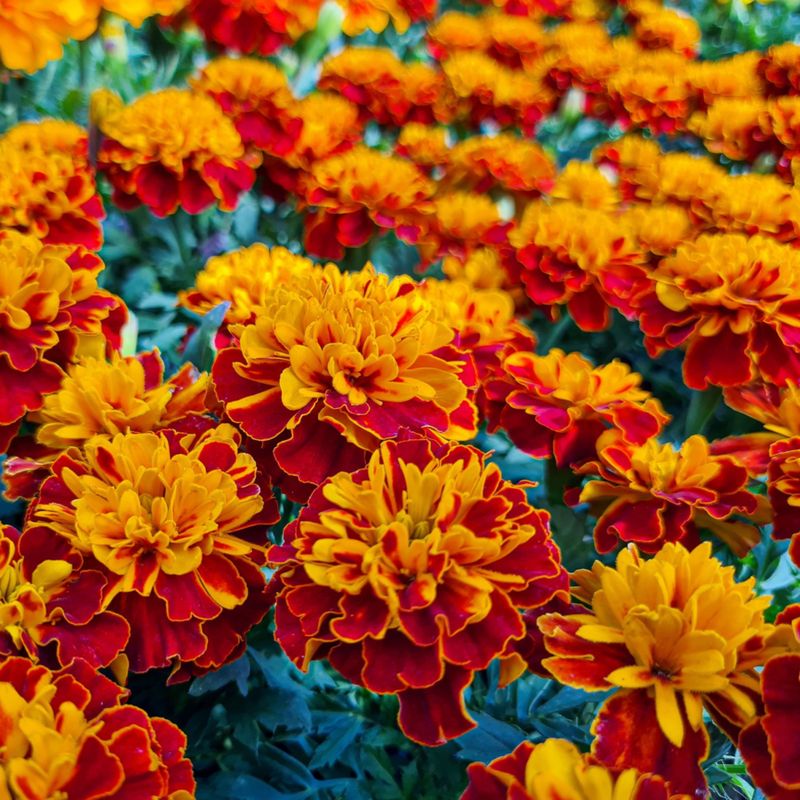 Marigolds (Tagetes)