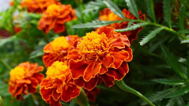 Marigolds and Daffodils Marigolds and Daffodils