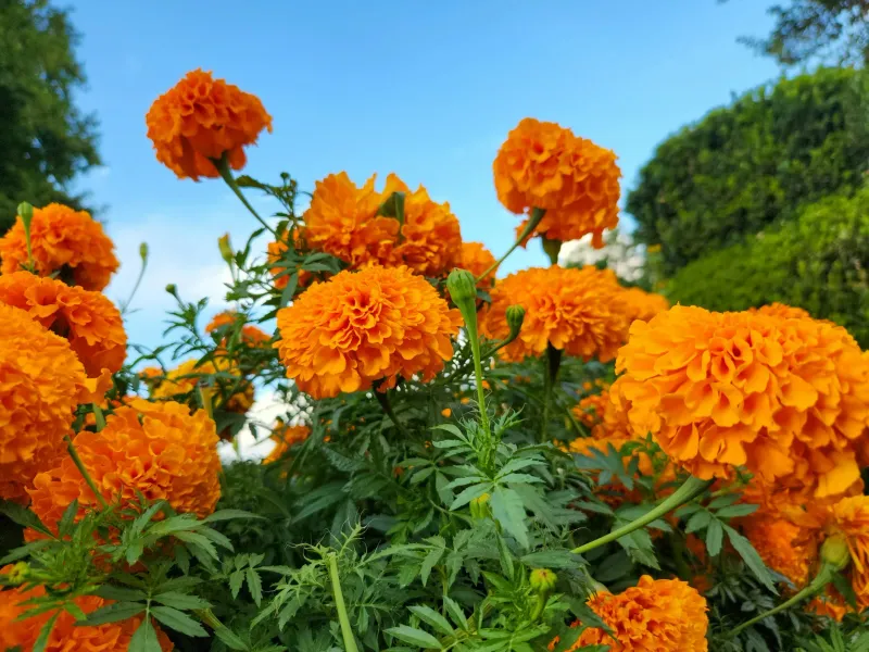 Marigolds