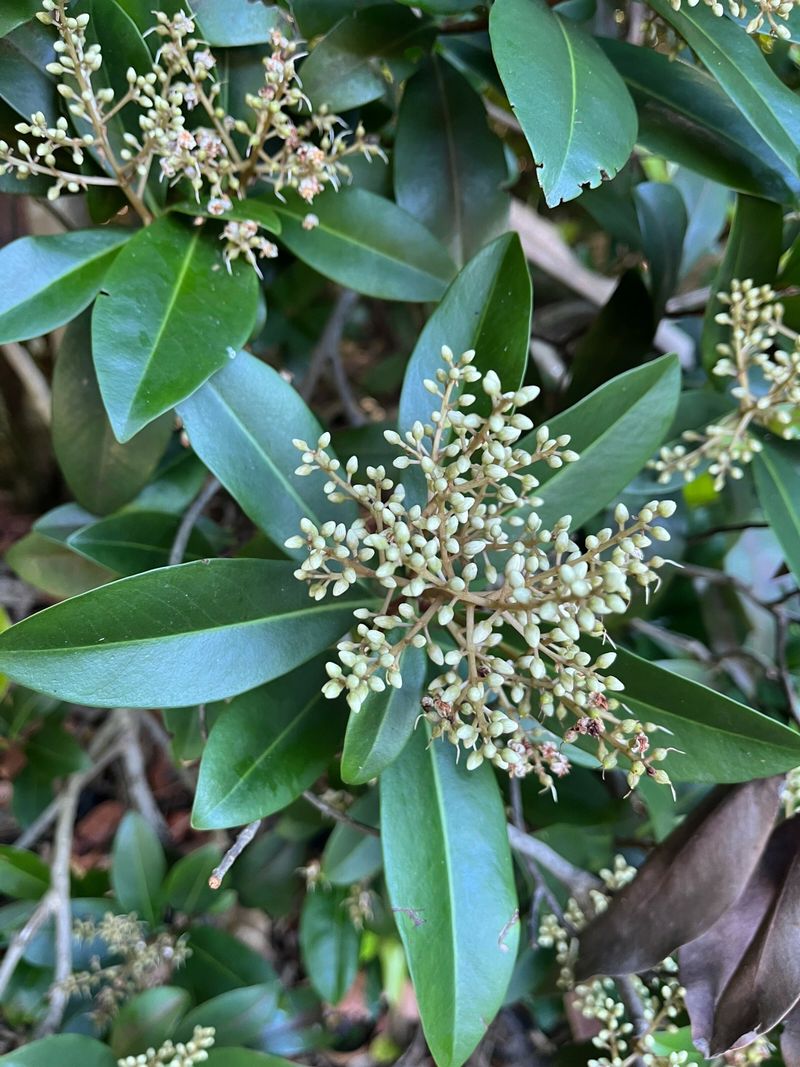 Marlberry