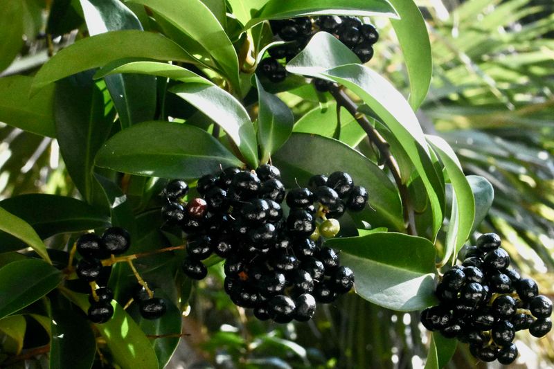 Marlberry Marlberry