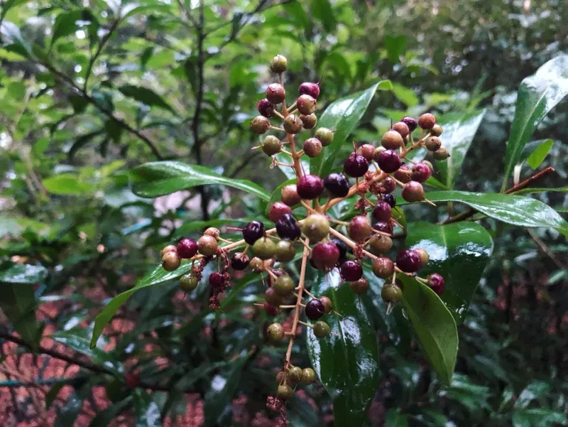 Marlberry