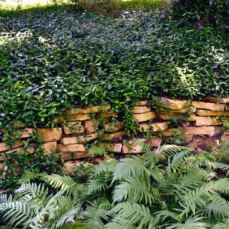 Match Asiatic jasmine to the Texas site Match Asiatic jasmine to the Texas site