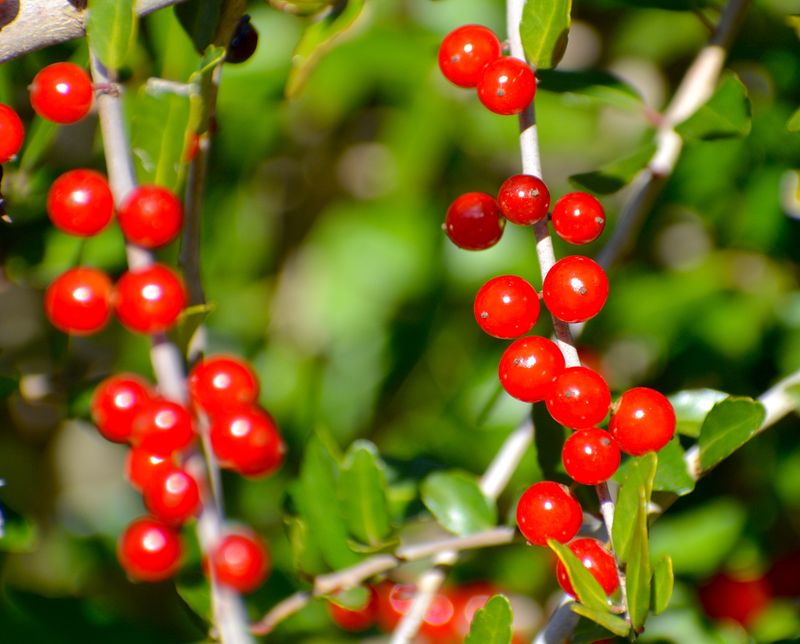 Match Mature Size and Berry Expectations to the Site
