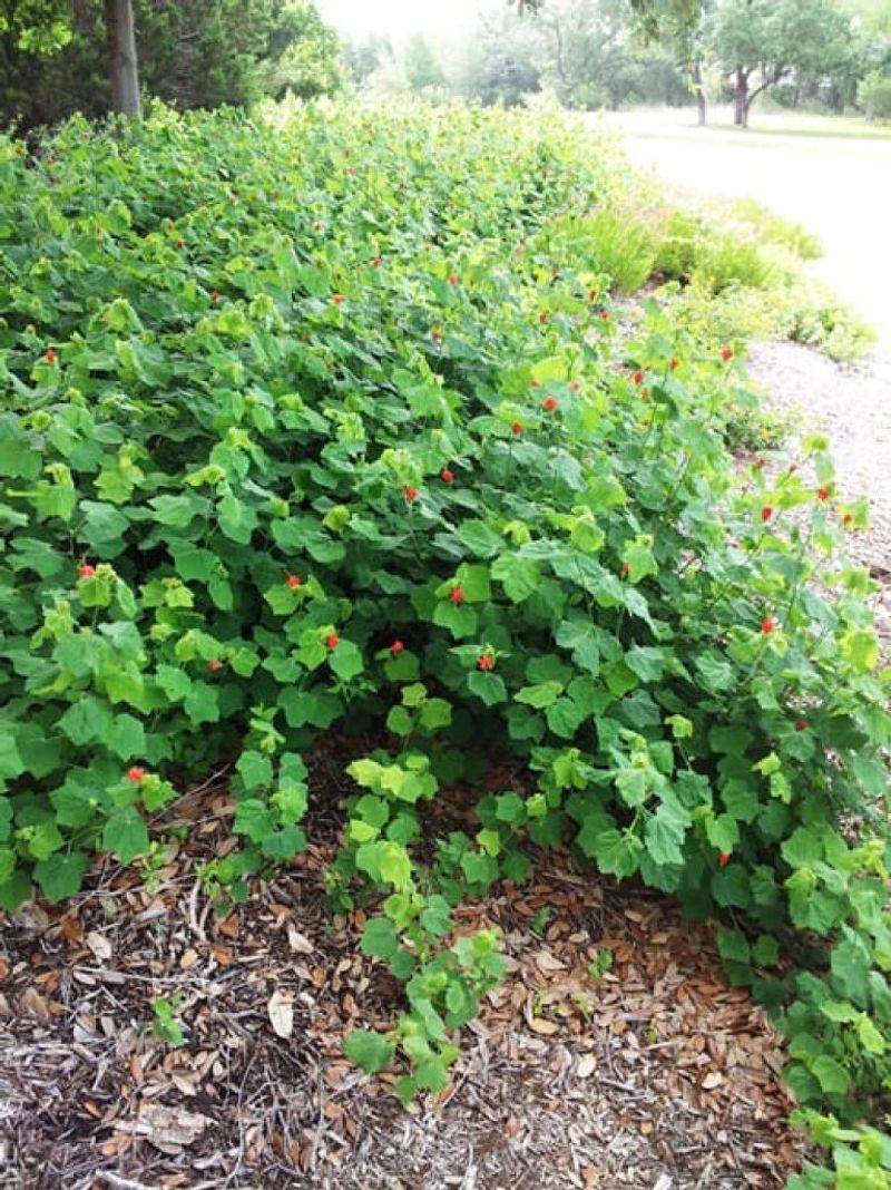 Match Turk’s cap to the right Texas site