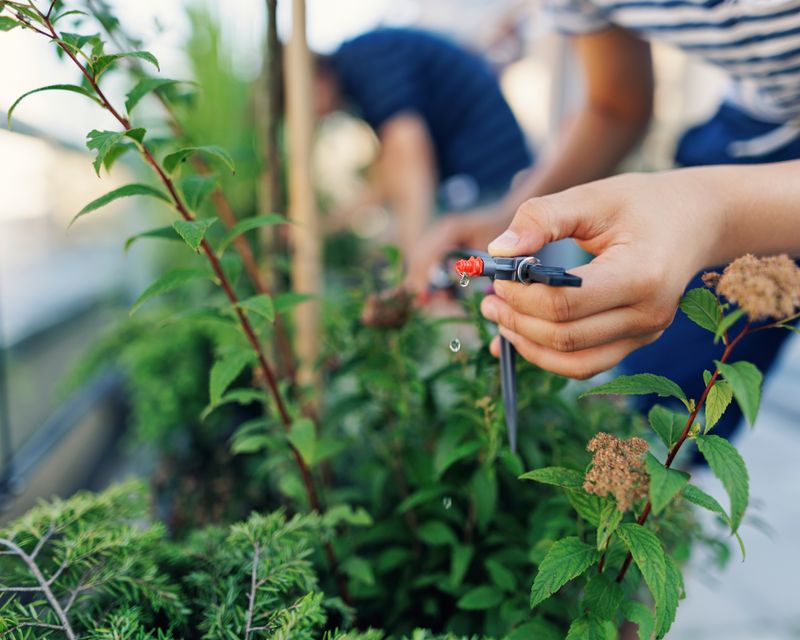 Match Watering Timing to the Irrigation Method Match Watering Timing to the Irrigation Method