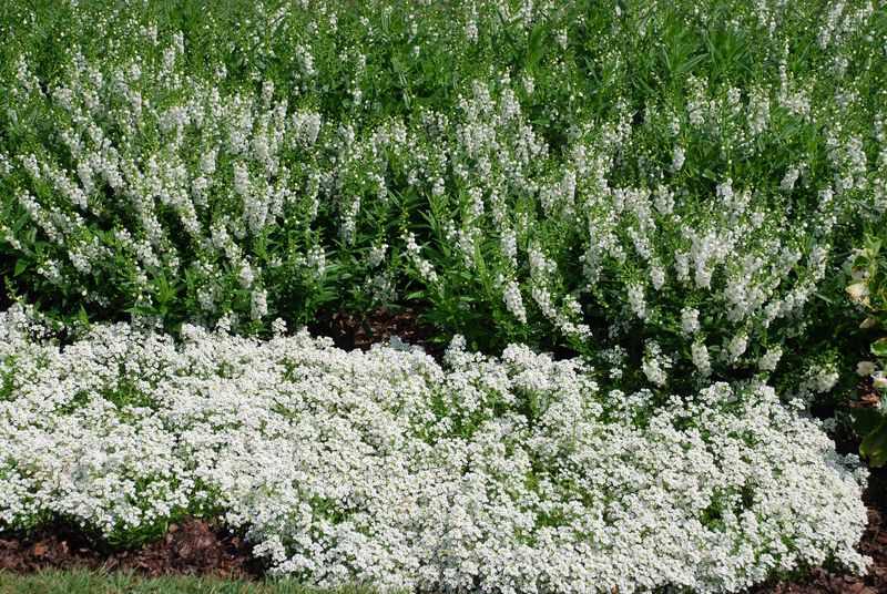 Match alyssum timing to local Southern heat Match alyssum timing to local Southern heat