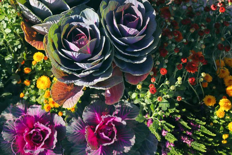 Match cool-season plants to the cooling window Match cool-season plants to the cooling window