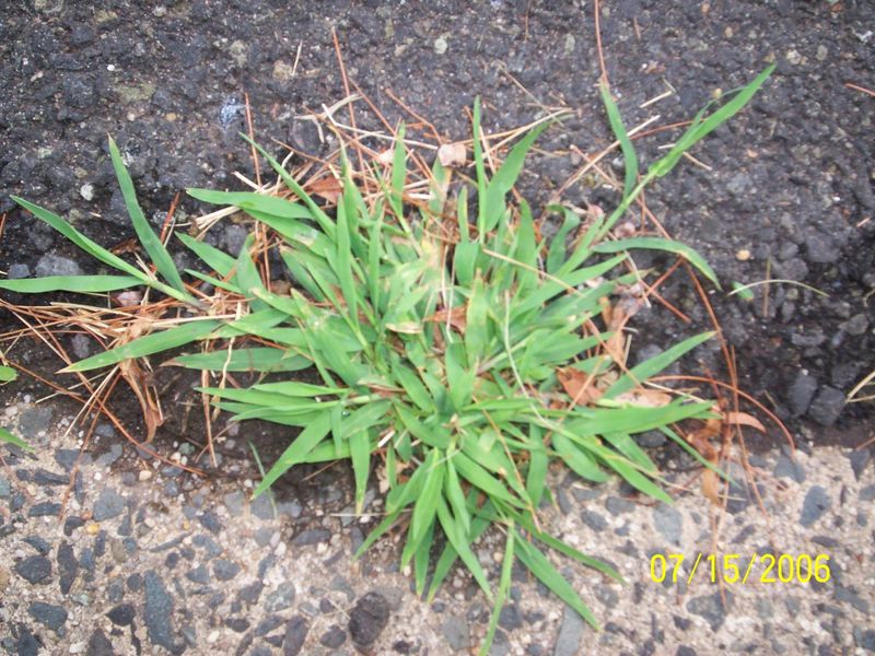 Match crabgrass control products to timing and turf Match crabgrass control products to timing and turf