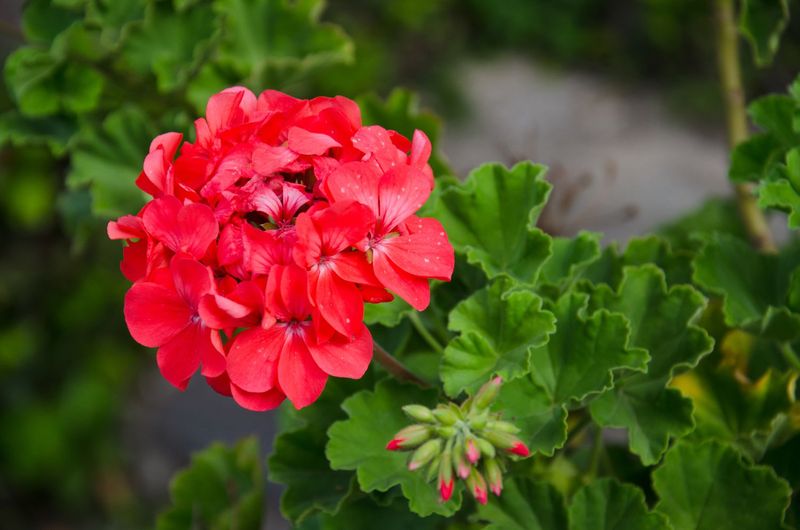 Match expectations to the geranium and the season Match expectations to the geranium and the season