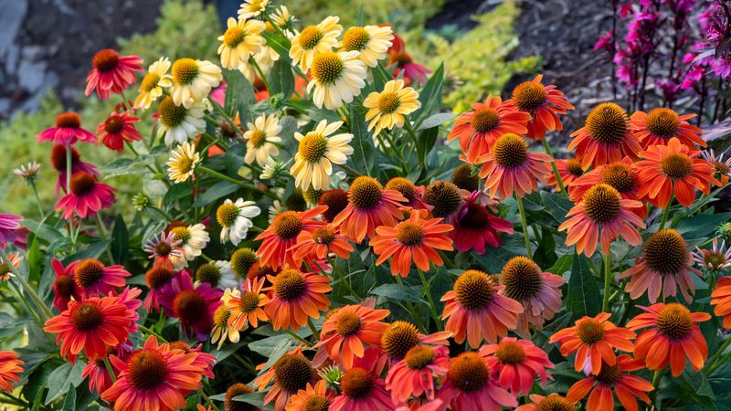 Match expectations to the site and the coneflower cultivar