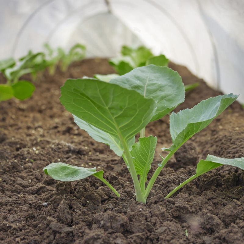 Match fall planting to your local growing window